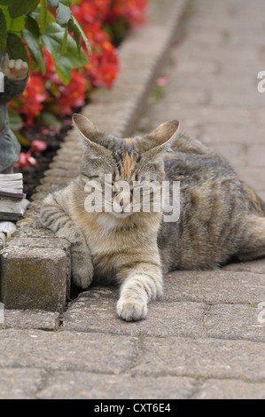 Tabby Katze liegen neben einem Blumenbeet, Augen geschlossen Stockfoto