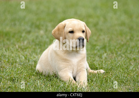 Blonde Labrador Retriever Welpe auf dem Rasen liegend Stockfoto