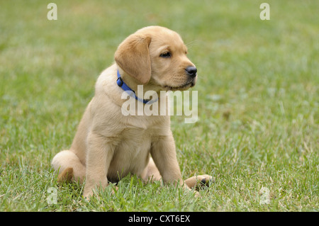 Blonde Labrador Retriever Welpe auf dem Rasen sitzen Stockfoto