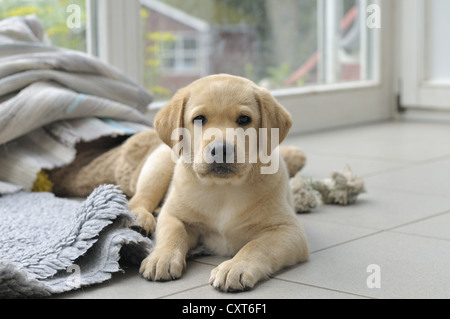 Blonde Labrador Retriever Welpen auf dem Boden liegend Stockfoto