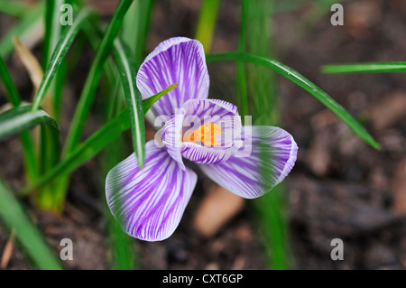 Krokus (Crocus Vernus Subspecies Albiflorus), Klosterneuburg, Österreich, Europa Stockfoto