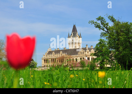 Eine rote Tulpe vor dem Schloss Grafenegg, Krems, Niederösterreich, Österreich Stockfoto