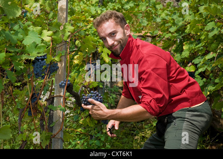 Italien, Lombardei, Valtellina, Chiuro, Erntezeit Stockfoto