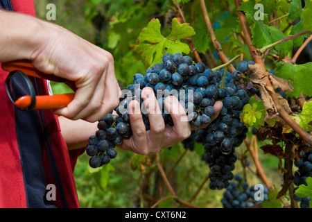 Italien, Lombardei, Valtellina, Chiuro, Erntezeit Stockfoto