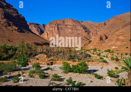 Typische Landschaft mit Palmen in einem ausgetrockneten Flussbett im Tal Ait Mansour, Anti-Atlas-Gebirge, Südmarokko Stockfoto