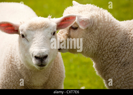 Junge Schafe auf einem Deich, Büsum, Dithmarschen Bezirk, Schleswig-Holstein Stockfoto