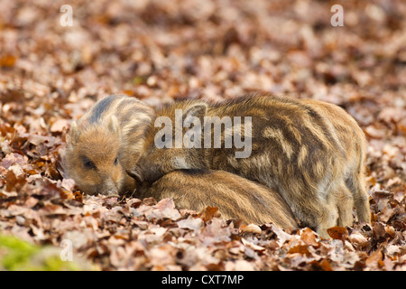 Wildschweine (Sus Scrofa), Shoats, Tierpark Wildpark Vulkaneifel, Rheinland-Pfalz Stockfoto