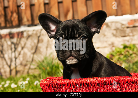 Französische Bulldogge Welpen sitzen in einem roten Korb Stockfoto