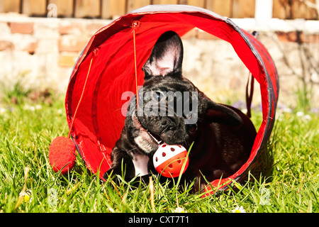 Französische Bulldogge Welpen spielen in einem tunnel Stockfoto