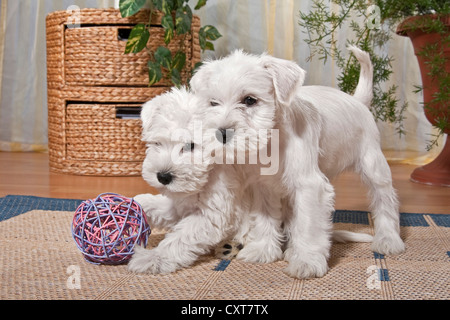 Zwei weiße Zwergschnauzer Welpen spielen in einer Wohnung Stockfoto