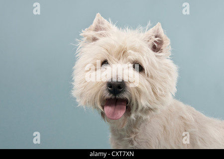 West Highland White Terrier, Westie, Porträt Stockfoto