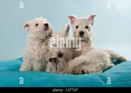 Gruppe von West Highland White Terrier, Westie Welpen Stockfoto