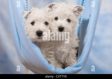 2 West Highland White Terrier, Westie Welpen in Hängematte Stockfoto