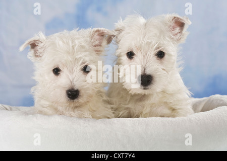 2 West Highland White Terrier, Westie Welpen Stockfoto