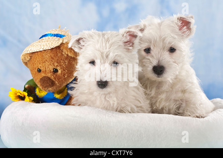 2 West Highland White Terrier, Westie Welpen, liegend in einem Korb, man schläft Stockfoto