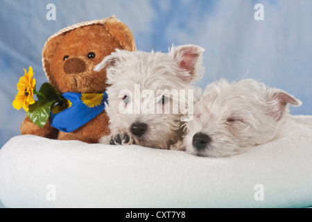 2 West Highland White Terrier, Westie Welpen, liegend in einem Korb, man schläft Stockfoto