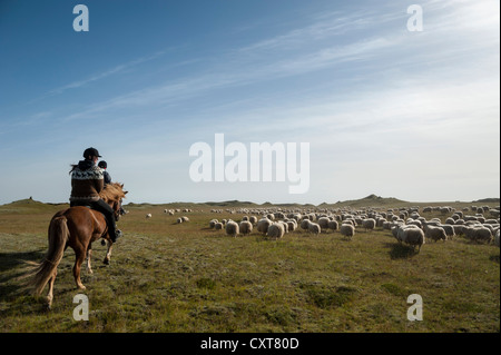 Schafherde auf einer grünen Wiese oder Weide, Reiter auf einem Pferd, Senkung der Schafe in Handelsort, Südisland Stockfoto