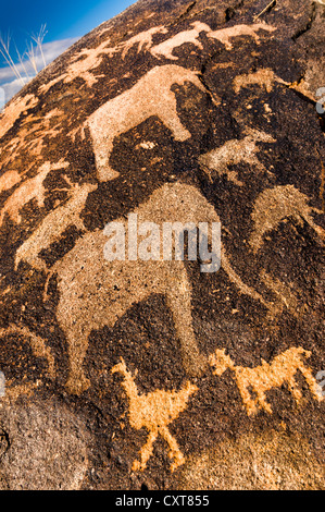 Petroglyphen, Felsgravuren der Buschmänner oder San, Elefanten, in der Nähe von Kenhardt, Northern Cape, Südafrika, Afrika Stockfoto