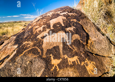 Petroglyphen, Felsgravuren der Buschmänner oder San, Elefanten, in der Nähe von Kenhardt, Northern Cape, Südafrika, Afrika Stockfoto