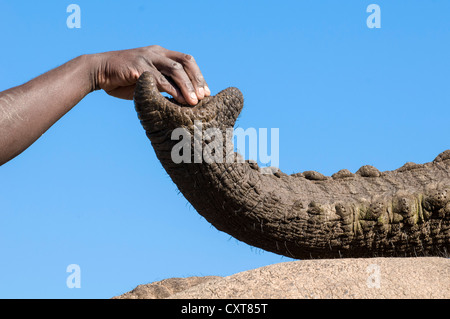 Hand zu berühren Elefantenrüssel, Keeper Fütterung Elefant (Loxodonta Africana), Elephant Sanctuary Hazyview, Mpumalanga Stockfoto