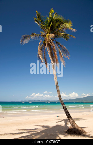 Kokospalme (Cocos Nucifera) auf den Strand von Sabang, Palawan, Philippinen, Asien Stockfoto