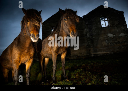 Islandpferde, verlassenen Bauernhof, Südost-Küste, Island, Europa Stockfoto