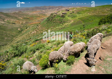 Basotho Kinder und Schafe, Dorf, Drakensberge, Königreich Lesotho, Südafrika Stockfoto