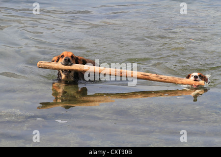 Zwei Hunde schwimmen im Meer mit einem Stock in den Mund, abrufen Stockfoto