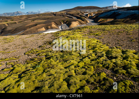 Moos und Rhyolith Berge bedeckt mit Schnee auf dem Laugavegur-Wanderweg und Asche Landmannalaugar Hrafntinnusker Stockfoto