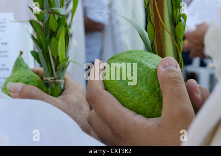 Jüdisches Festival Sukkot. Morgengebet mit den Lulaw. Klagemauer. Altstadt von Jerusalem. Israel. Stockfoto