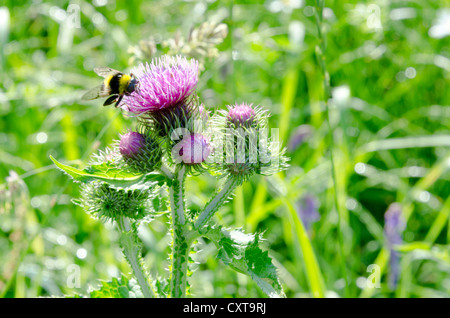 Wegdistel (Blütenstandsboden Crispus) auf einer Wiese Stockfoto