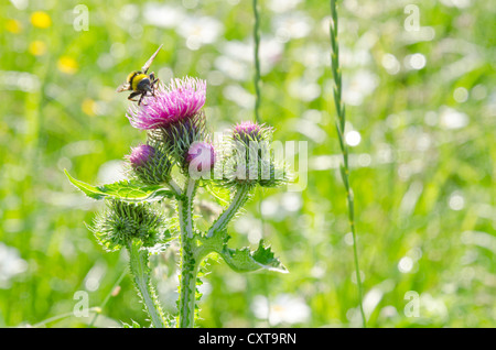 Wegdistel (Blütenstandsboden Crispus) auf einer Wiese Stockfoto