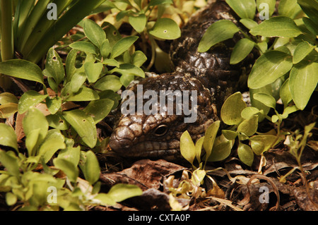 Shingleback Eidechse versteckt unter Blätter im Garten in der Nähe von Perth, Australien Stockfoto