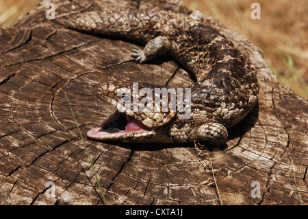 Shingleback Eidechse mit Mund öffnen, Verlegung auf einem Baumstumpf in der Nähe von Perth, Australien Stockfoto