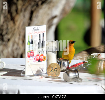 Ein männlicher Cape Weber (Ploceus Capensis) trinken Milch aus einer Tabelle im Geelbek Restaurant in West-Coast-Nationalpark. Stockfoto