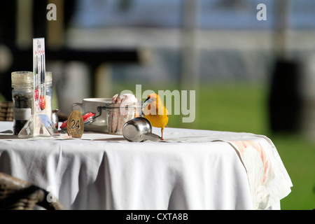 Ein männlicher Cape Weber (Ploceus Capensis) trinken Milch aus einer Tabelle im Geelbek Restaurant in West-Coast-Nationalpark. Stockfoto