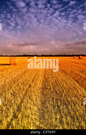 a field after harvest Stockfoto
