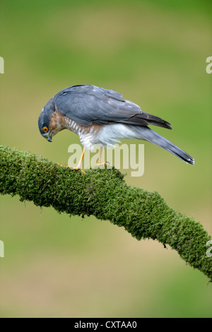 Sperber (Accipiter Nisus) Stockfoto