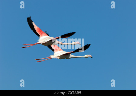 Ein Paar Flamingos oder Flamingos, Phoenicopterus ruber, Flying Overhead Camargue Provence France Stockfoto