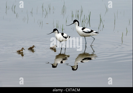 Paar, Paar oder Familie von Avocets, Recurvirostra avosetta, & Küken auf dem See oder Etang de Vaccarèes Camargue Provence Frankreich Stockfoto