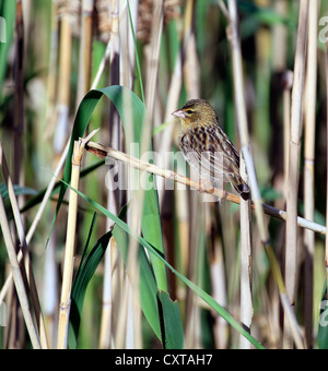Weiblichen südlichen Masked Weaver oder afrikanischen maskierte Weber (Ploceus Velatus). Stockfoto