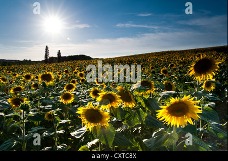 Sonnenblumenfelder, Loches, Loiretal, Frankreich Stockfoto