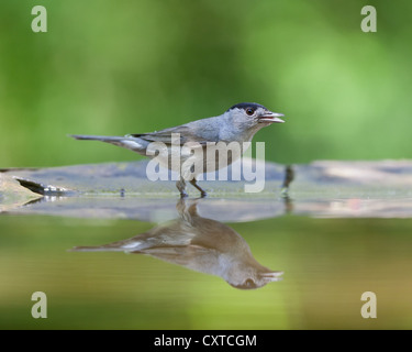 Männliche Mönchsgrasmücke (Sylvia Atricapilla) im Waldschwimmbad, singen Stockfoto