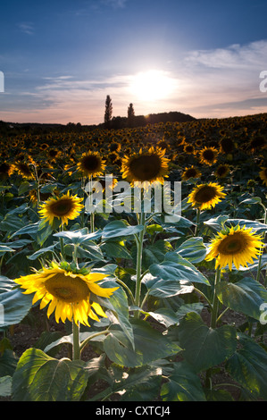 Sonnenblumenfelder, Loches, Loiretal, Frankreich Stockfoto