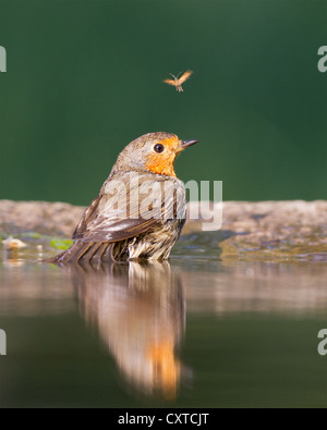 Rotkehlchen (Erithacus Rubecula) Baden in ein Waldschwimmbad mit ein Insekt im Hintergrund Stockfoto