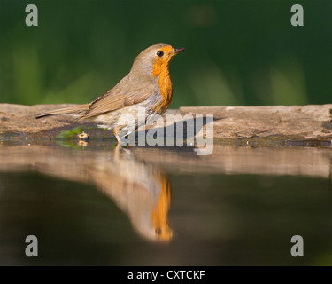 Rotkehlchen (Erithacus Rubecula), Seite auf, spiegelt sich in einem Waldschwimmbad im frühen Morgenlicht Stockfoto