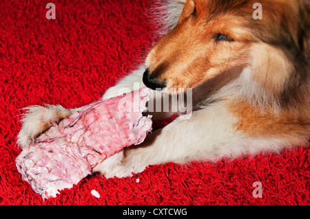 Collie Hund mit Knochen Stockfoto