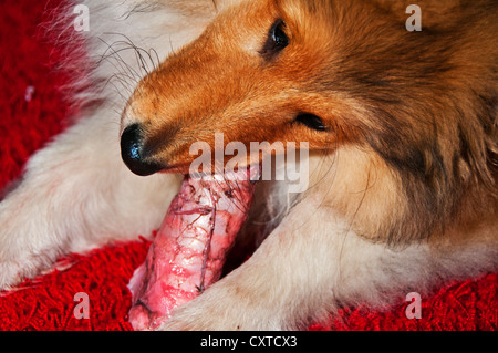 Collie Hund mit Knochen Stockfoto