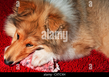 Collie Hund mit Knochen Stockfoto