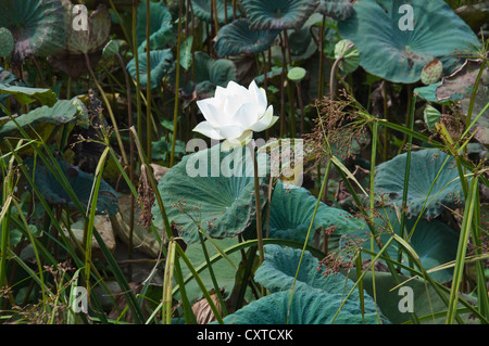 Weißer Lotus im Fluß Stockfoto